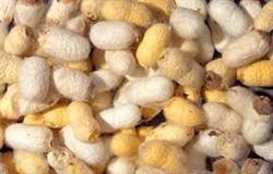 عرضه انواع نخ ابریشم طبیعی تک لا