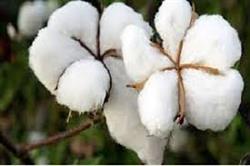 قیمت عمده الیاف نخ پنبه ای طبیعی