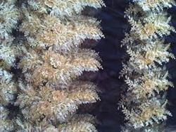 پارچه لباس کردی در بازار غرب کشور